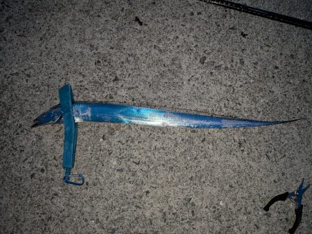 夏のタチウオ狙い